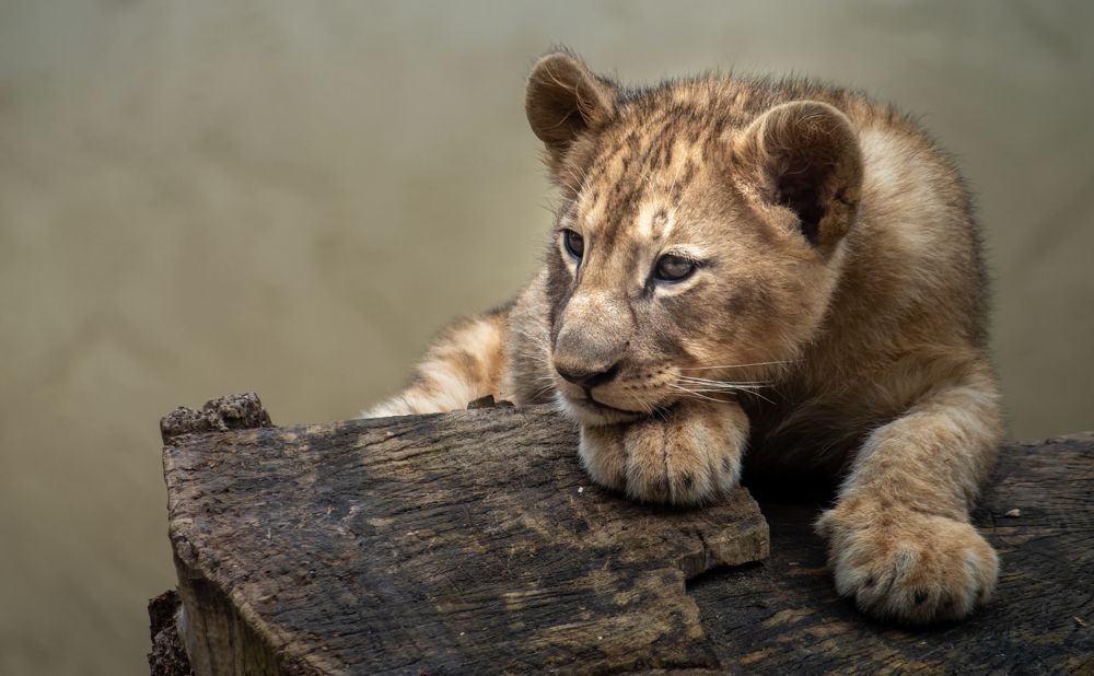 Фотография автора Вадим Демченко