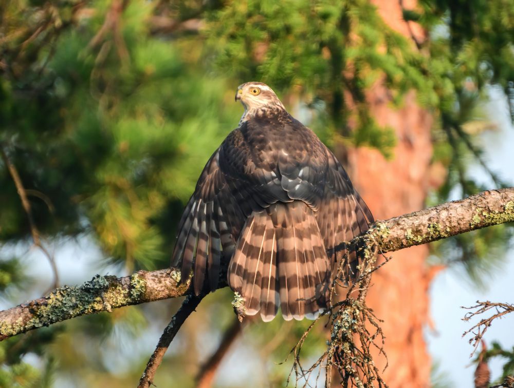 Фотография автора Котов Андрей