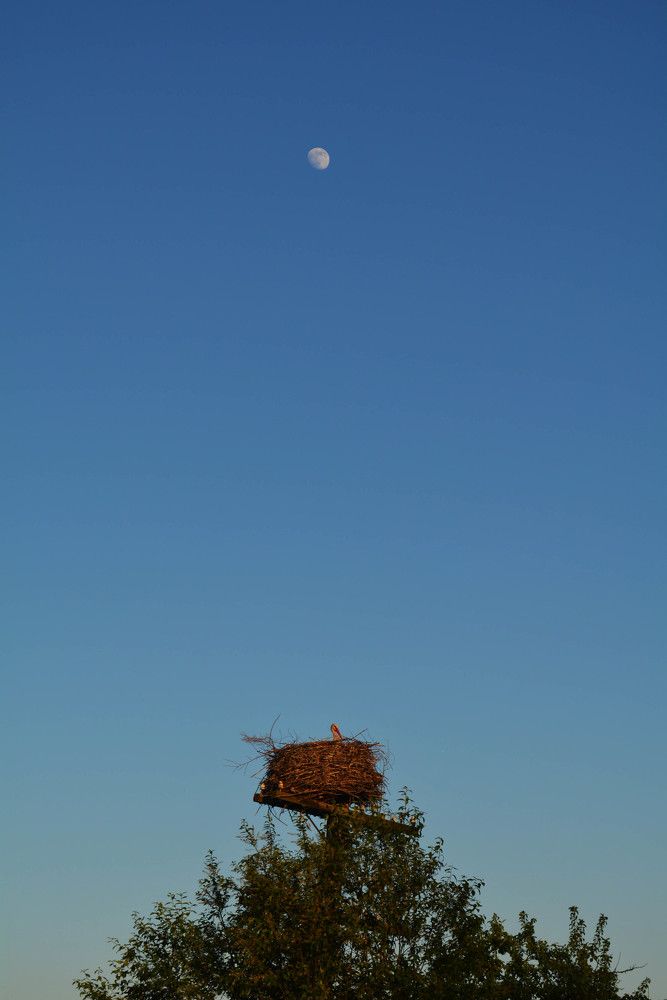 Photograph by Sветлана Афонина