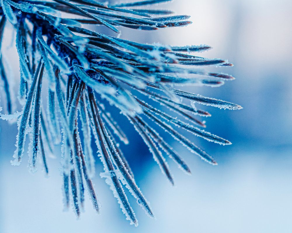 Photograph by Wrapper