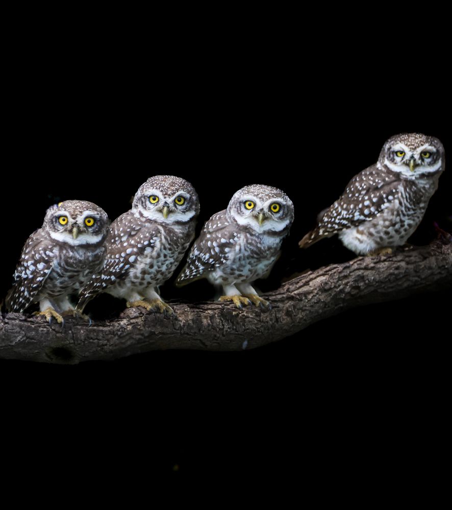 Spotted owlet family portrait
