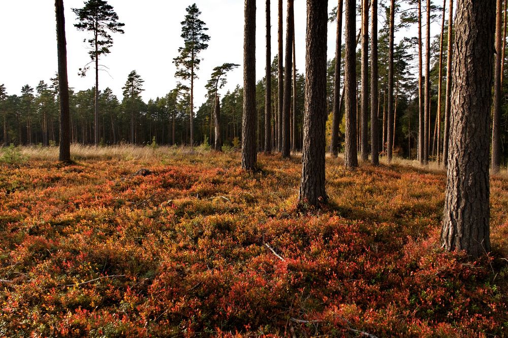 Photograph by Vitalijs Kopa