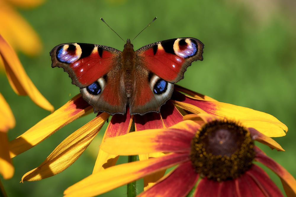 Photograph by Игорь Тымчук