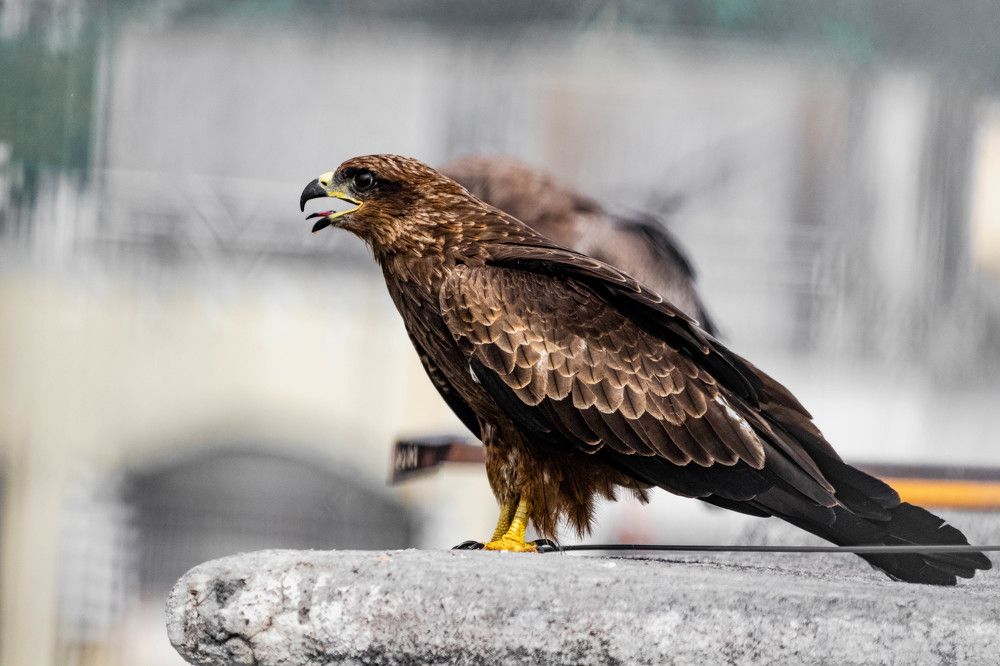 Photograph by Gulam Mohiuddin Chandiwala