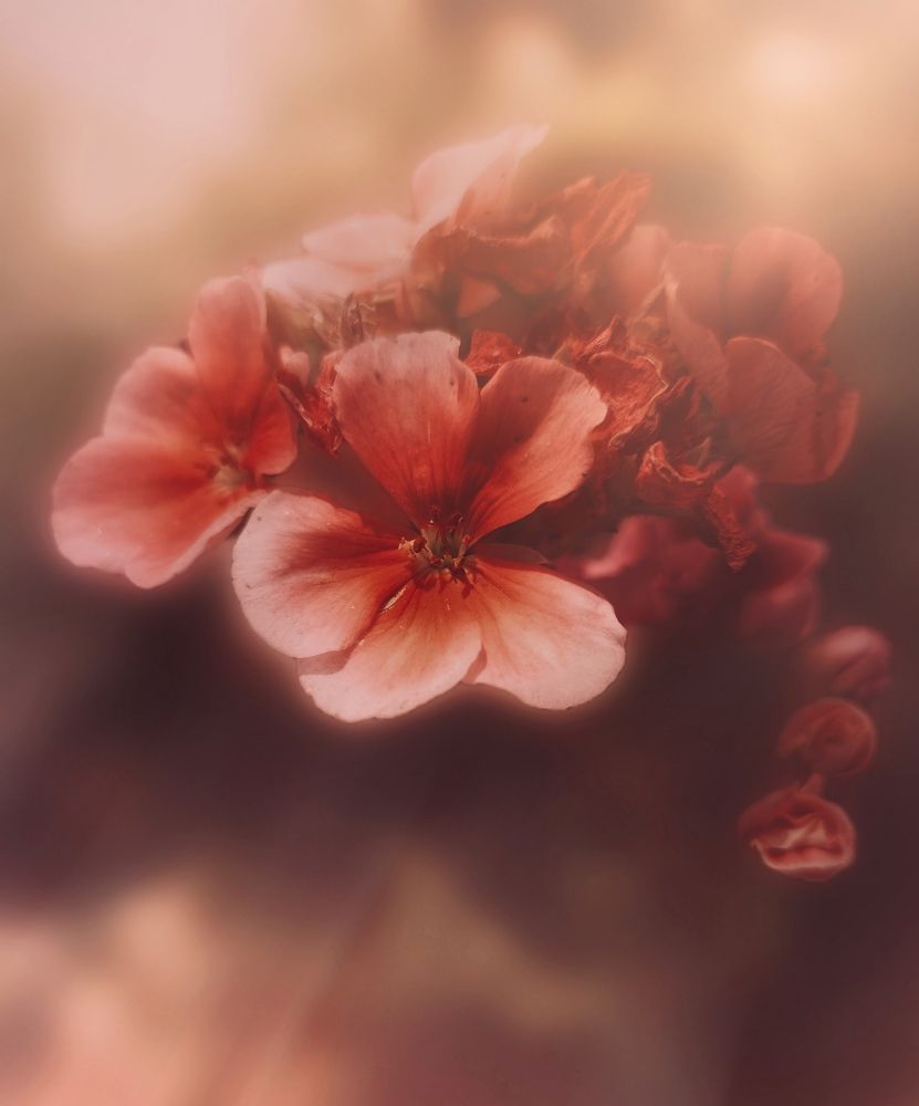 Photograph by Akhoondi Hannaneh