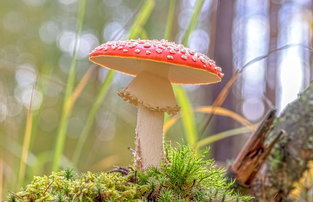 Опасный красавец