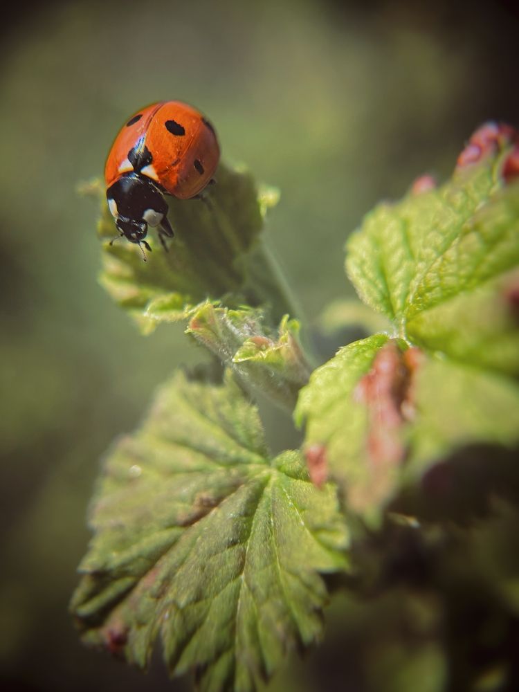 Photograph by Виктория Селютина