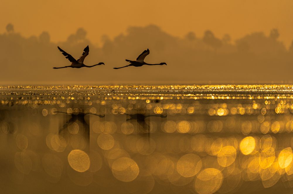Flying over the Golden carpet