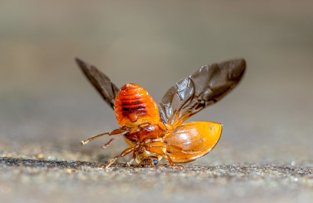 Приземление