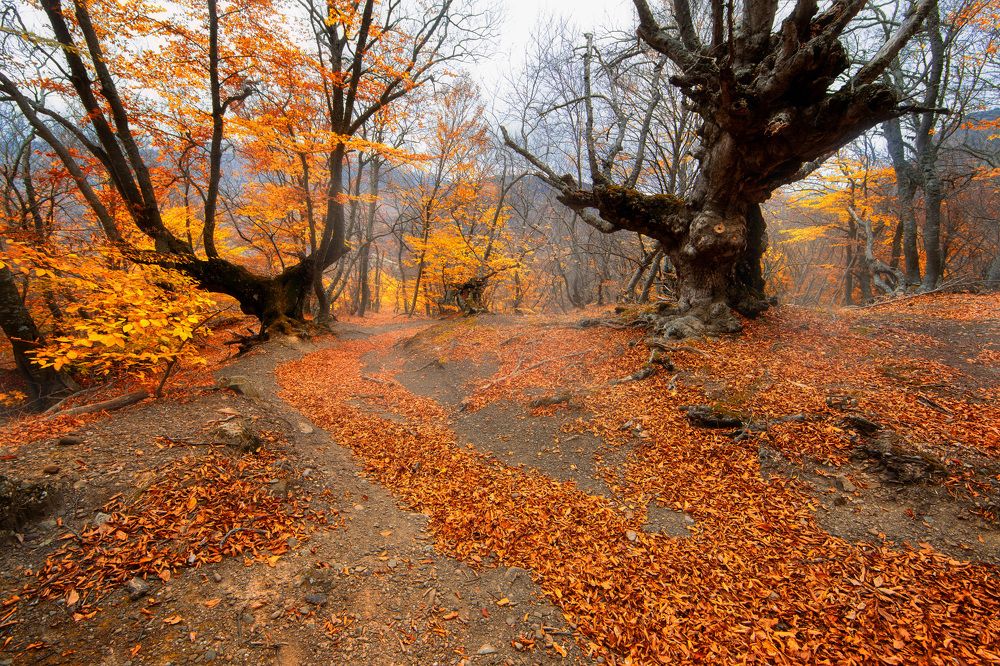 Photograph by Сергей Абашкин