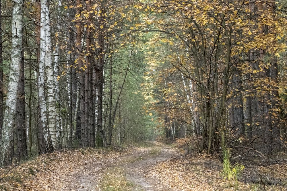 Дорога вглубь леса