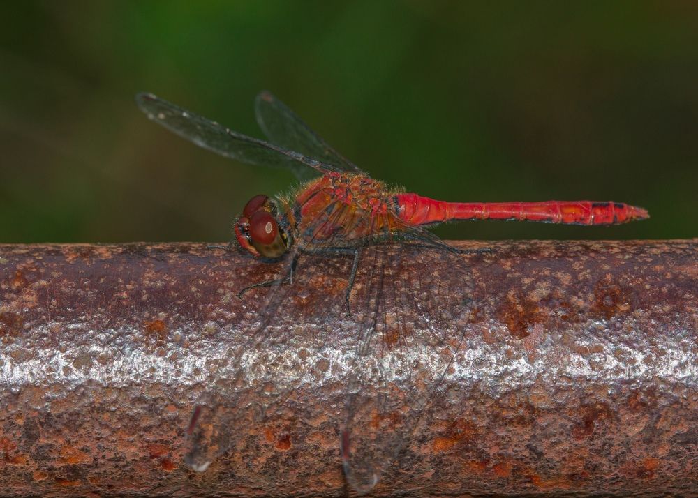 Photograph by Овечкин Павел
