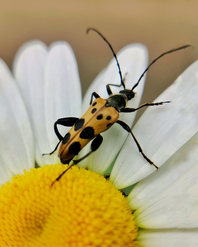 Photograph by Ирина Ветюгова