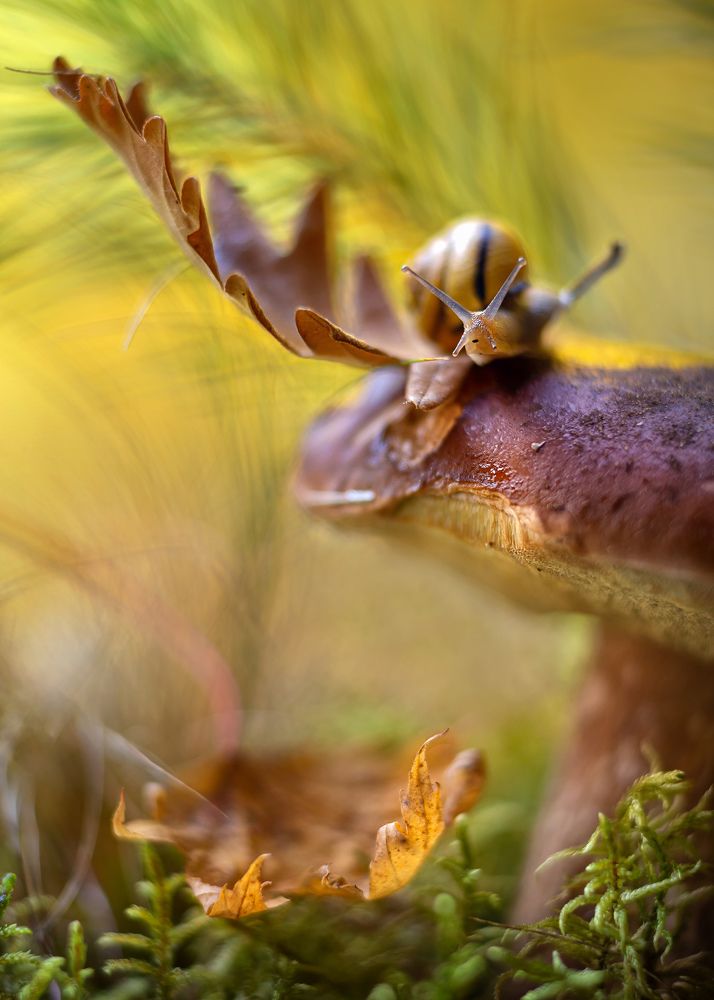 Сказки леса