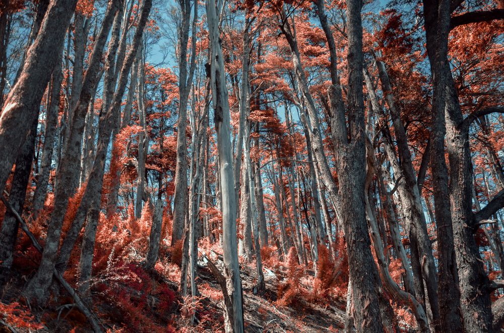 Photograph by Fernando Sileo