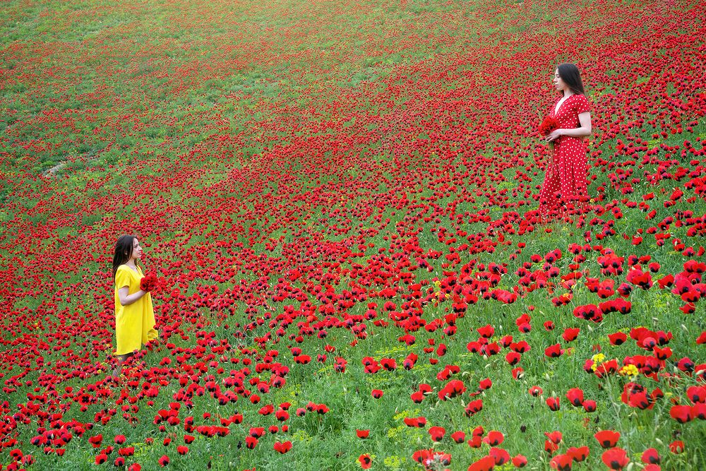Poppies