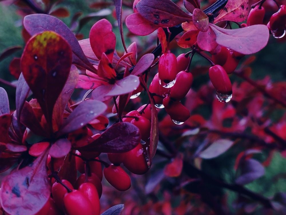 Photograph by Irina Dali