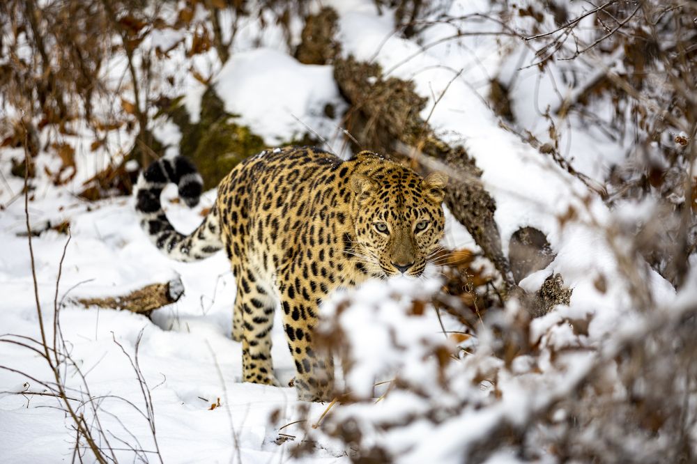 Photograph by Андрей Михайлов