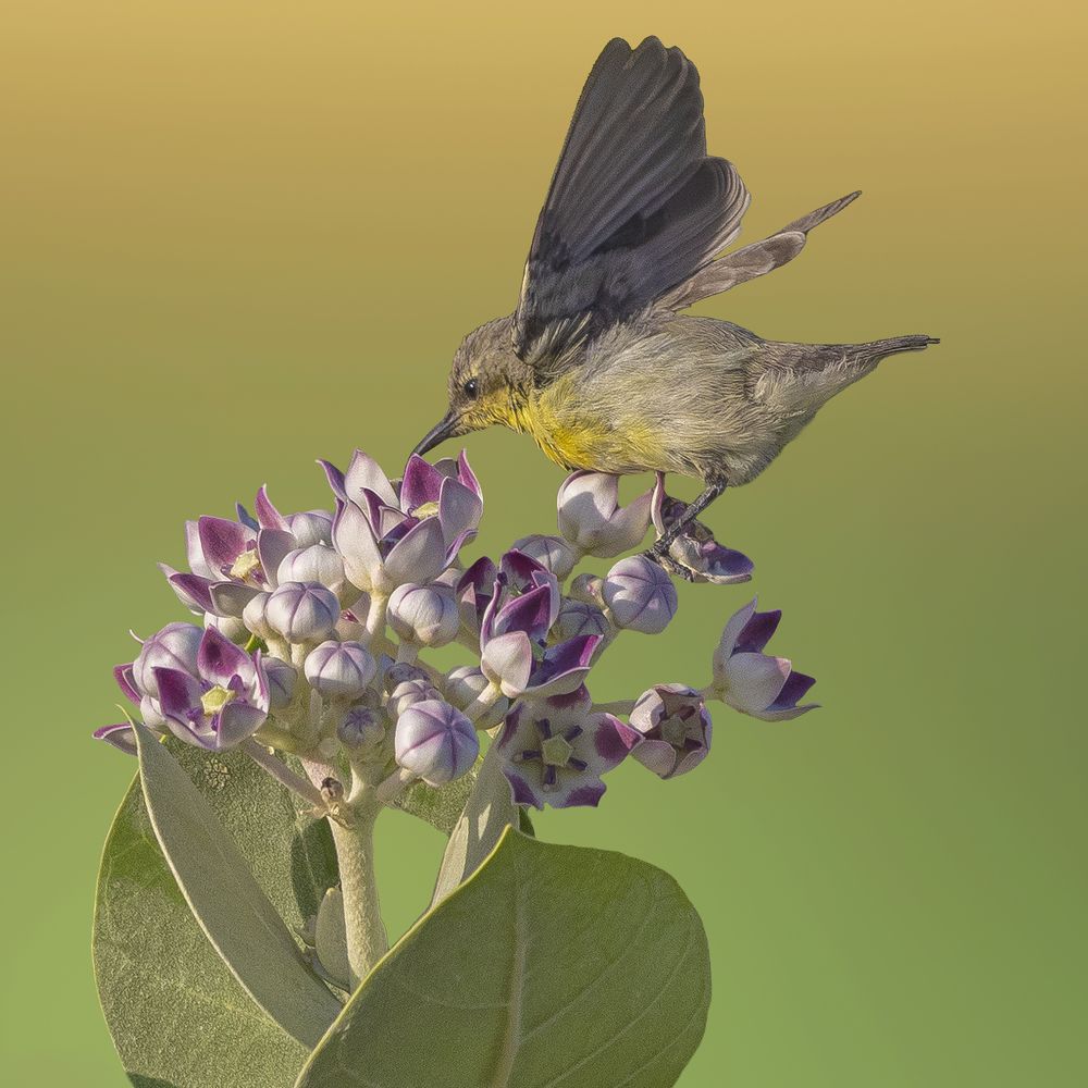 Фотография автора MOHAMED ISMAIL