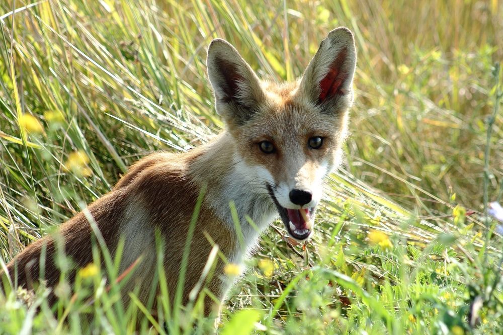 Photograph by Ирина Шибитова