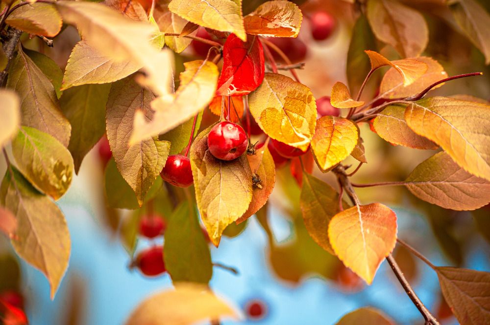 Фотография автора Алексей Огненный