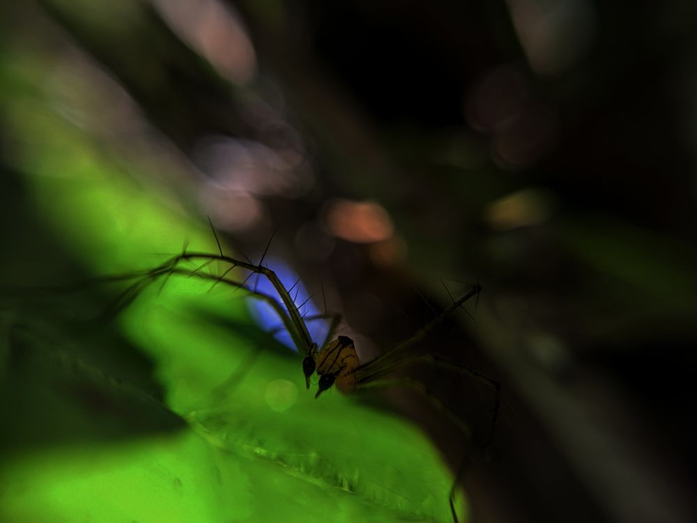 Photograph by Achira Iduwara