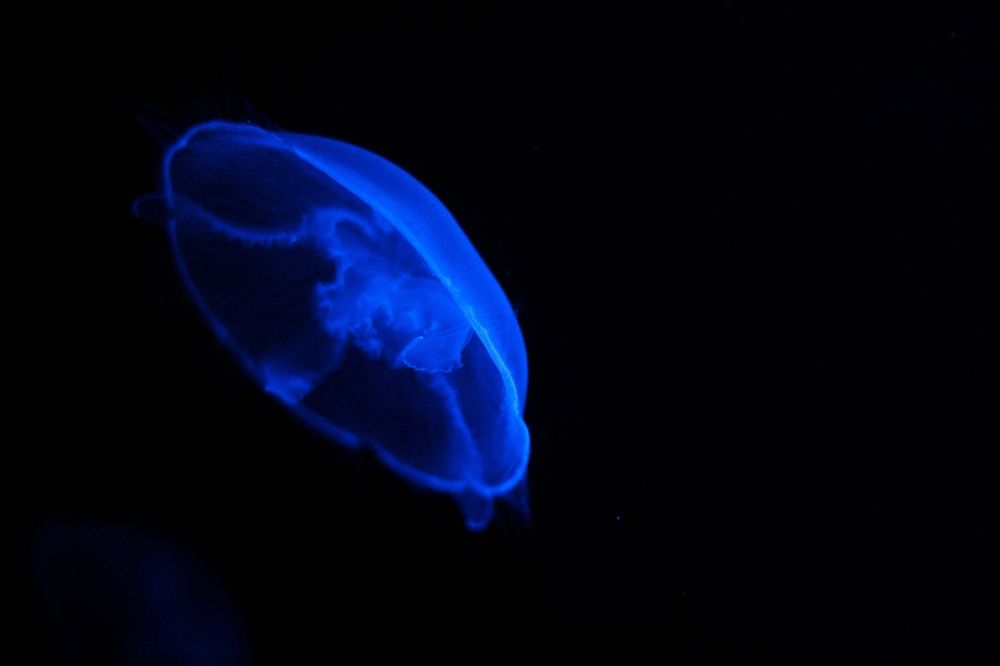 Фотография автора Татьяна Степанова