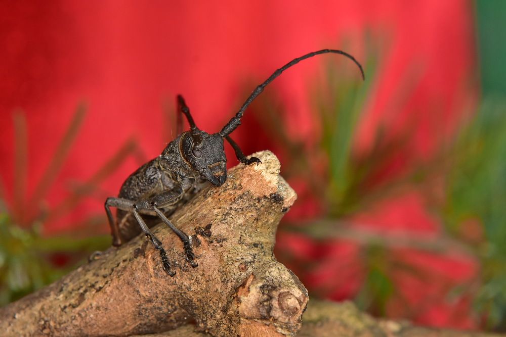 Фотография автора лилия беланова