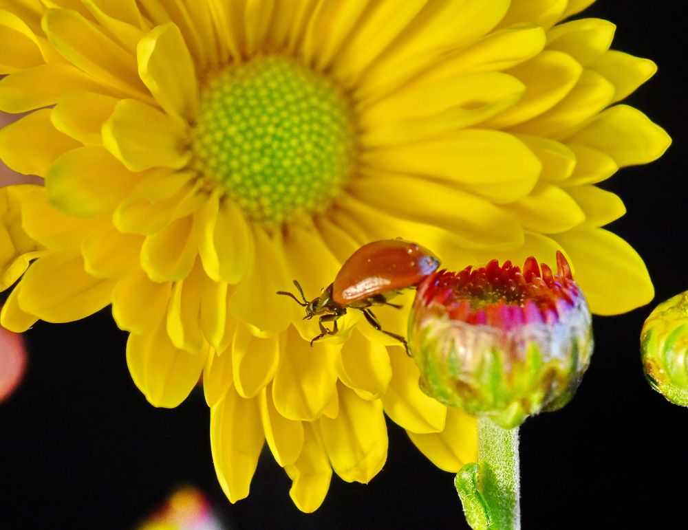 Фотография автора Беланова Лилия