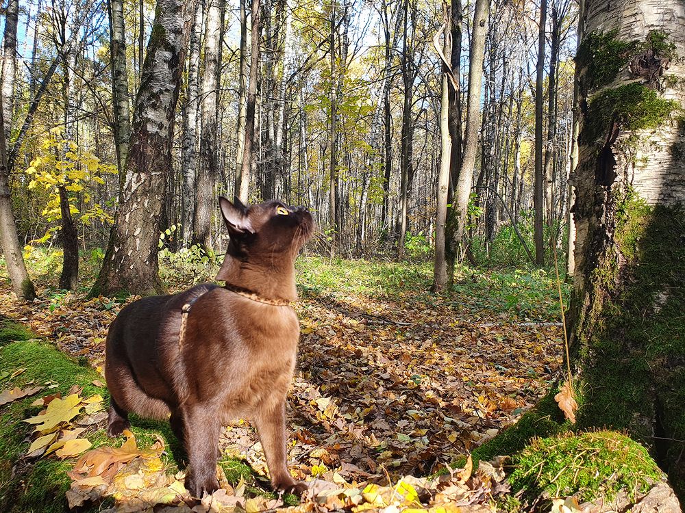 Фотография автора Надежда Лисицына