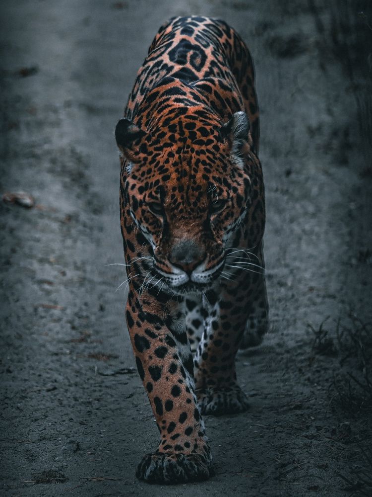 Photograph by Денис Бочаров