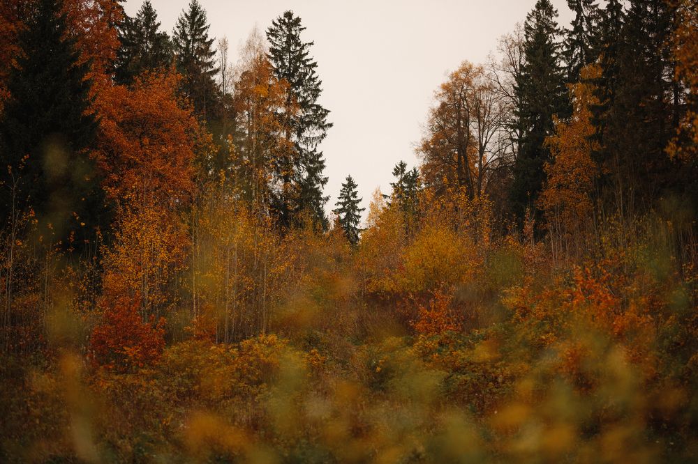 Photograph by Наталия