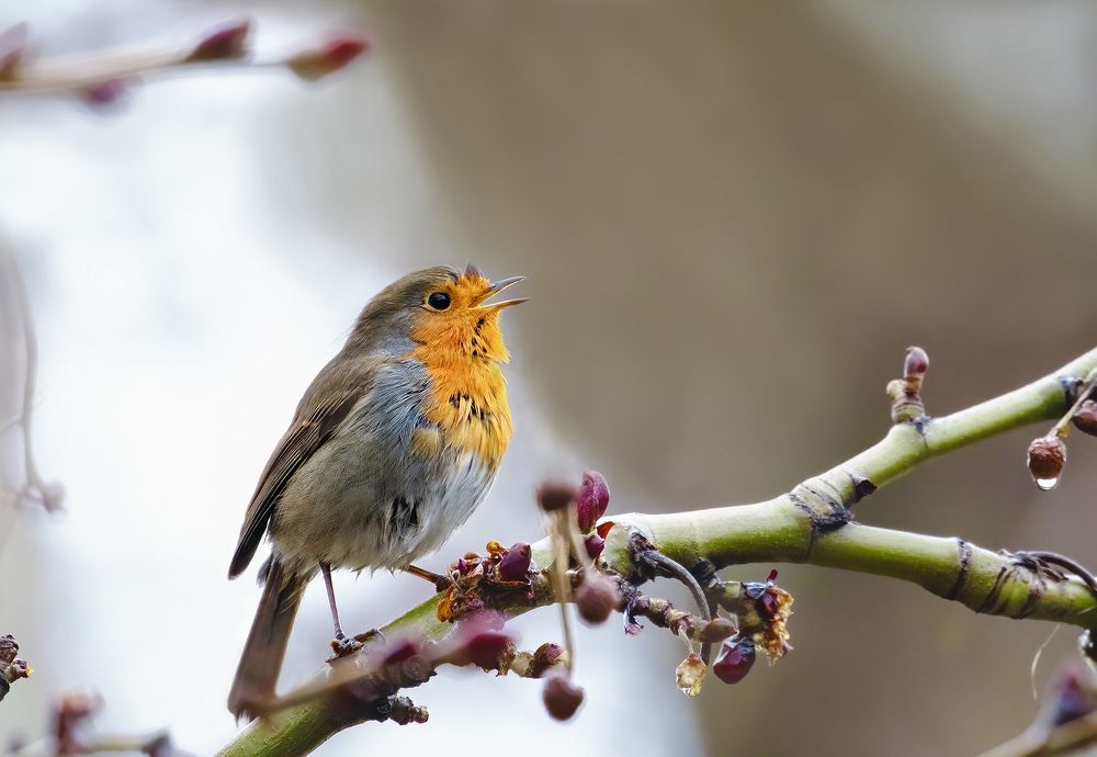 A song after the rain...