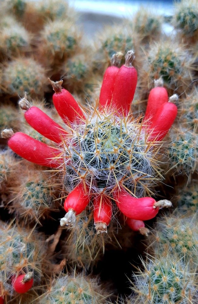 Фотография автора Ирина Лукьянчик