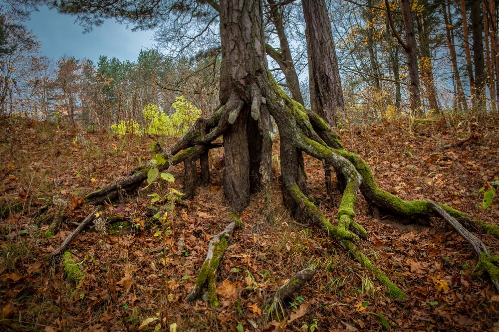 Photograph by Наталья Катюжанская