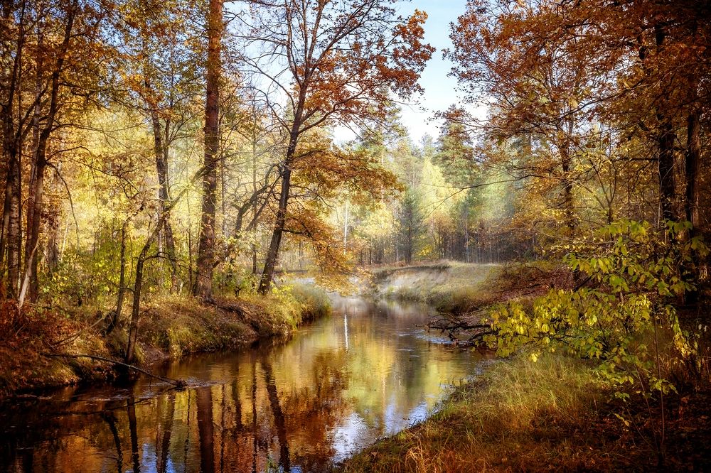 Лесная речка