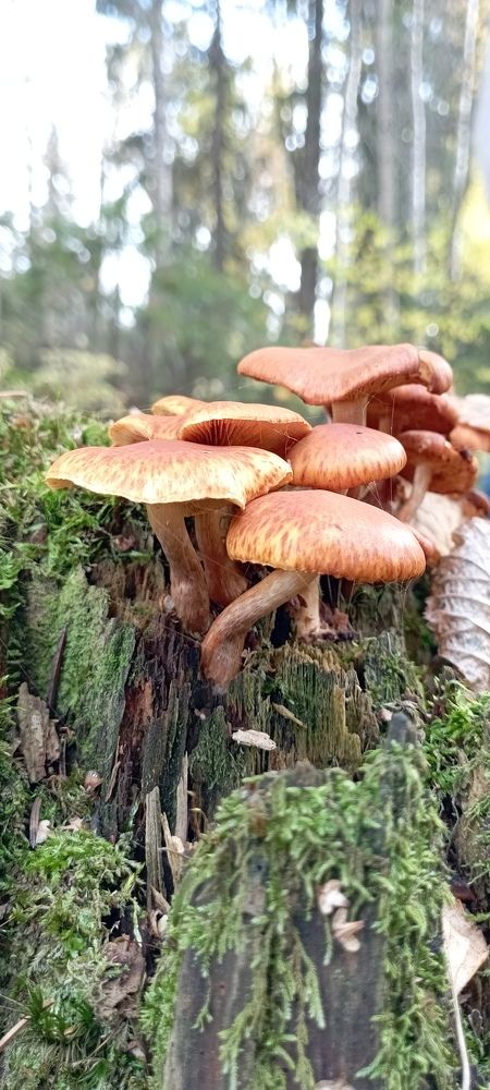 Осенняя прогулка