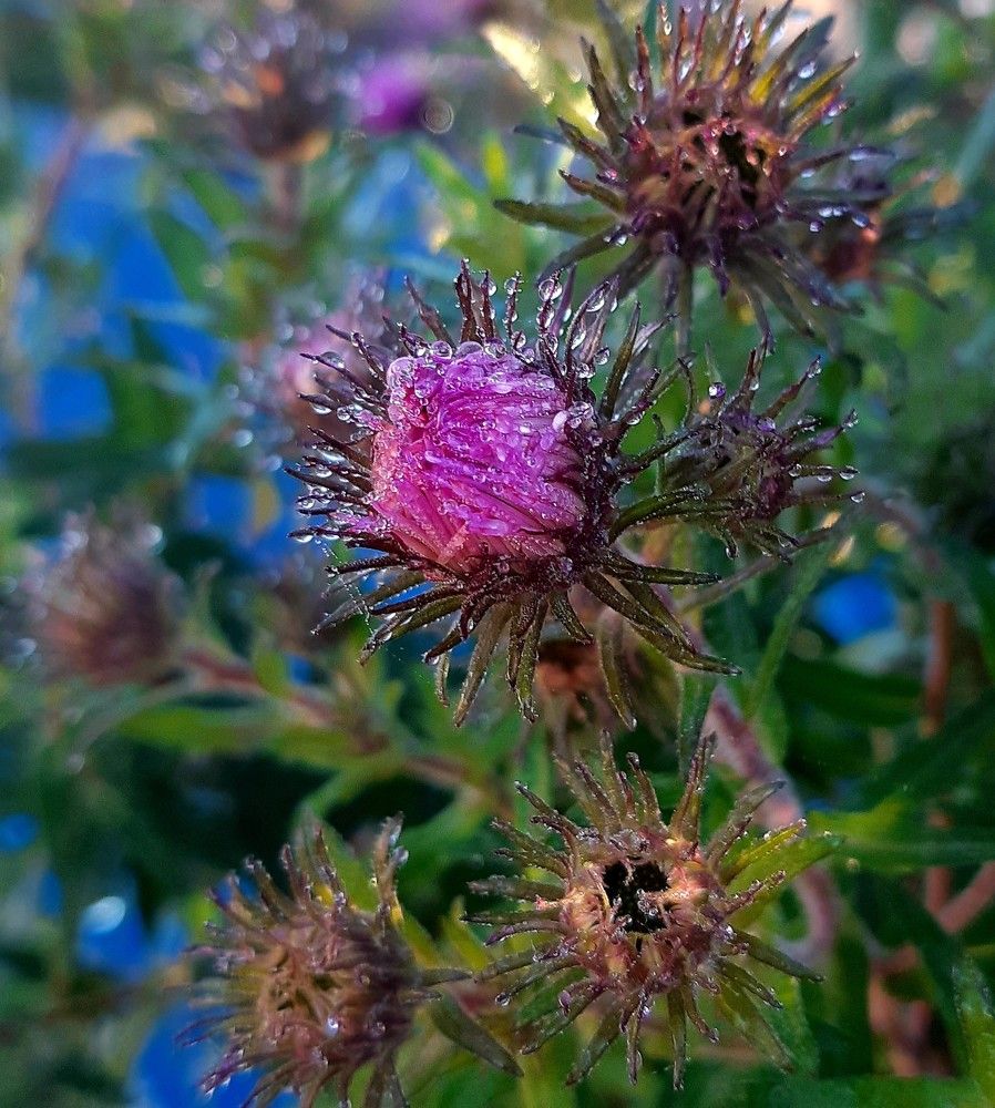 Фотография автора Ирина Лукьянчик