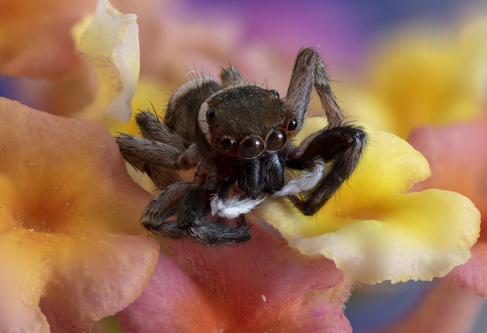 jumping spider