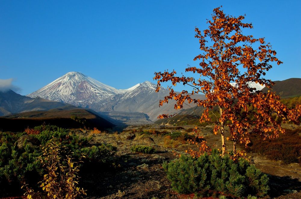 Седой вулкан и красавица березка