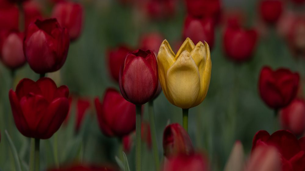 Photograph by Roman Bevzenko