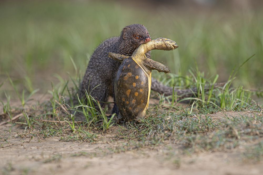 Photograph by Sudipta Chakraborty