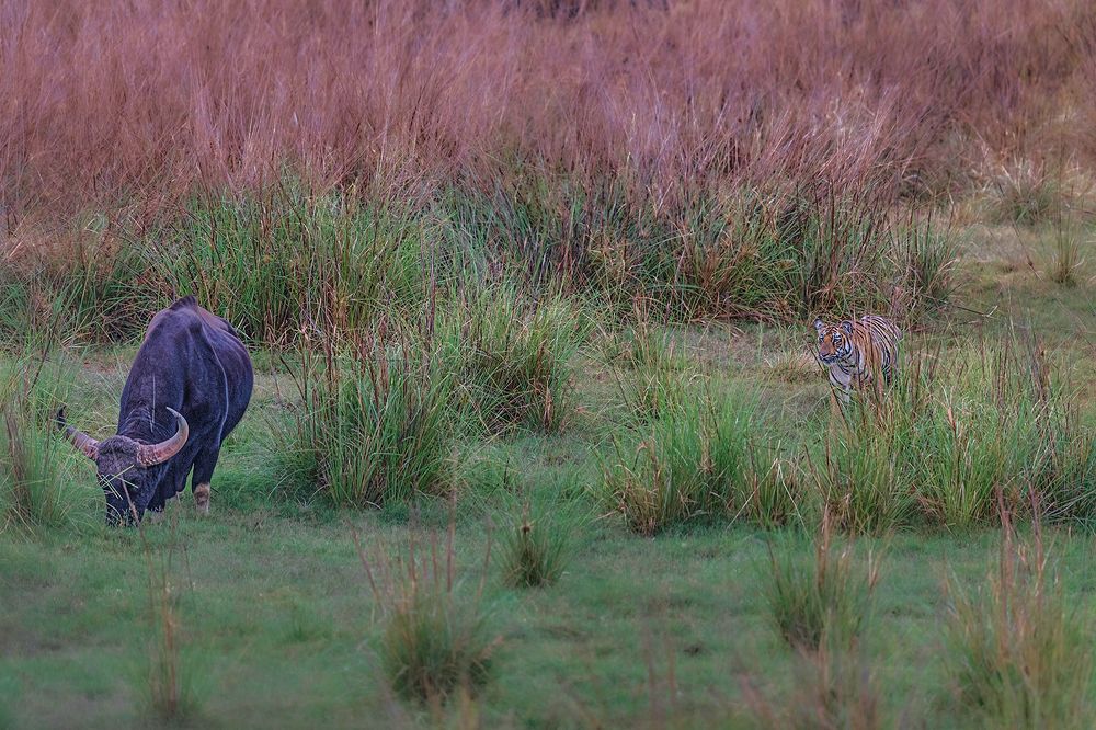Фотография автора Sudipta Chakraborty