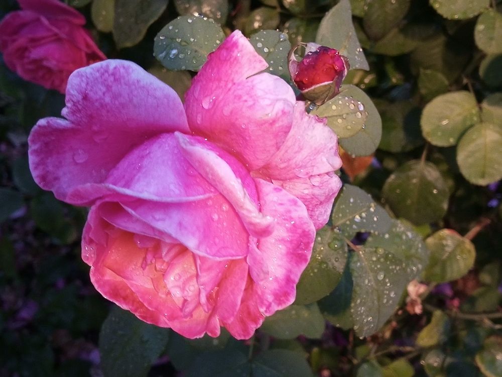 Роза из Большого розария.