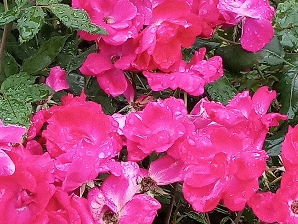 В Аптекарском огороде, Москва.