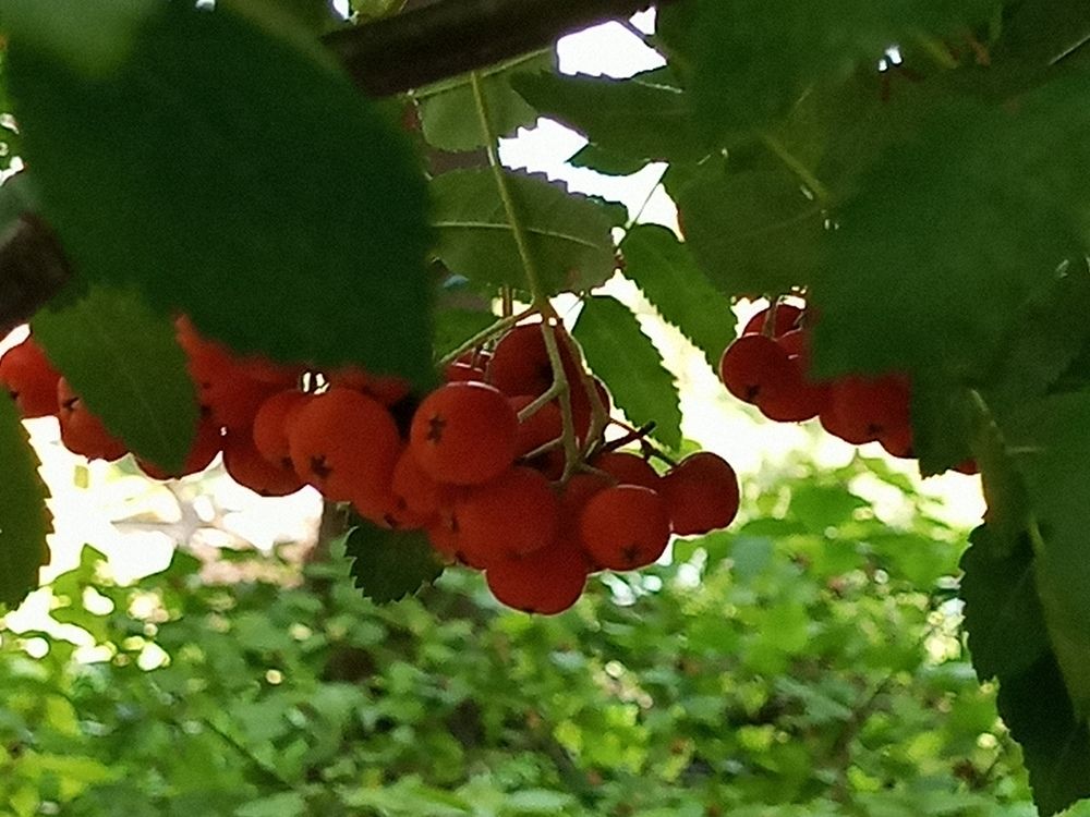 Рябина из Японского сада.