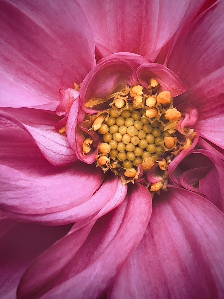 Photograph by Oxana Petlina