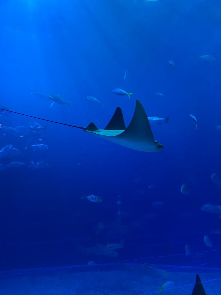 Морской мир