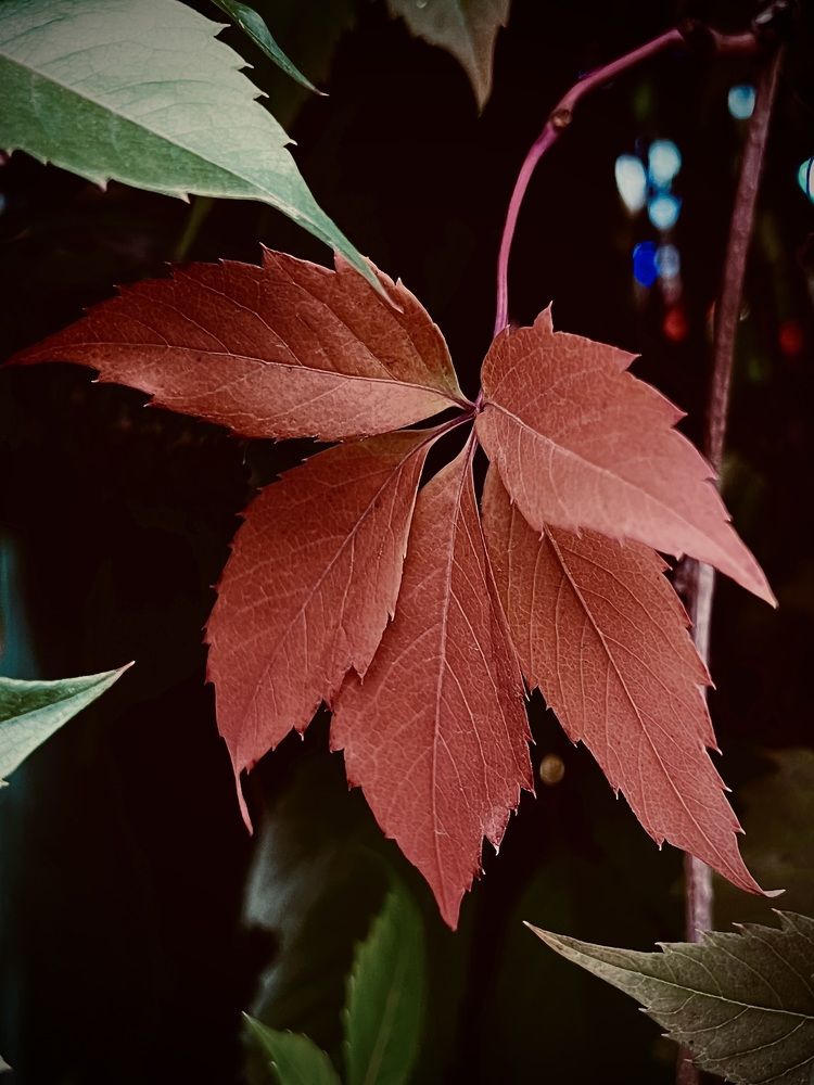 Photograph by Oxana Petlina