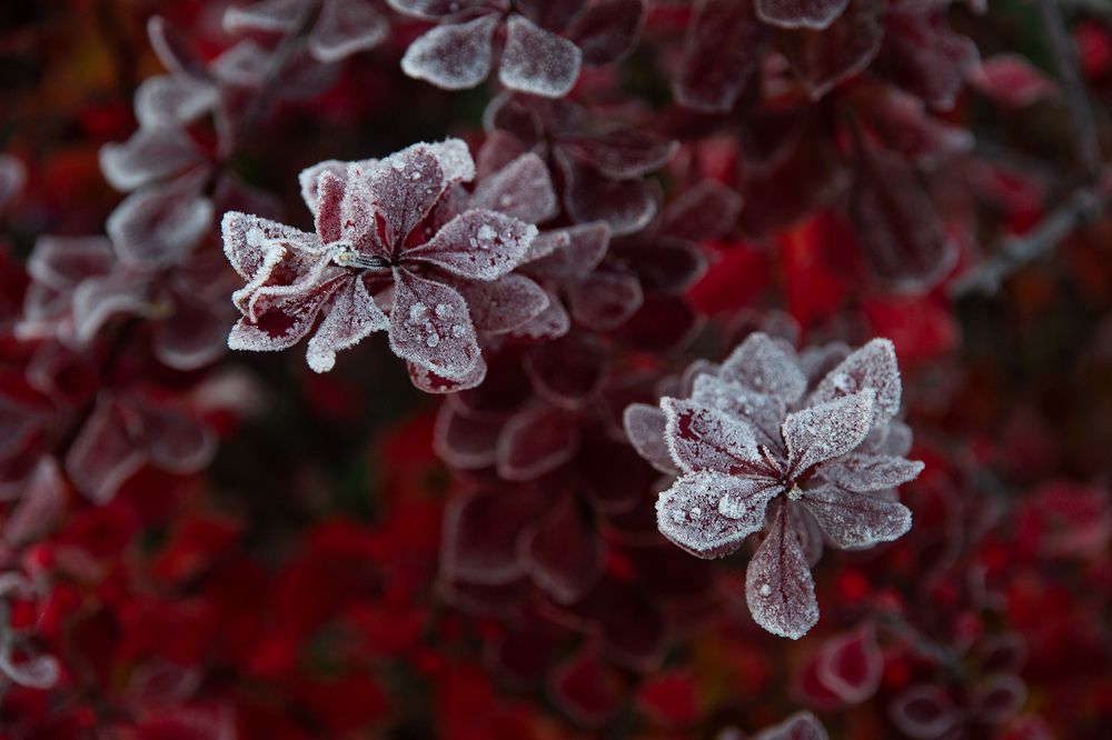 Photograph by Светлана Воробьёва